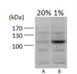 Invitrogen HIF1A Polyclonal Antibody 100 &mu;L; Unconjugated:Antibodies,