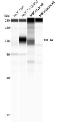 Invitrogen HIF1A Polyclonal Antibody 100 &mu;L; Unconjugated:Antibodies,