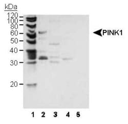 Invitrogen PINK1 Polyclonal Antibody 100 &mu;L | Buy Online | Invitrogen&trade; | Fisher Scientific