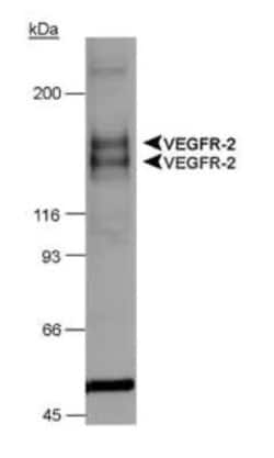 Invitrogen VEGF Receptor 1/2 Polyclonal Antibody 100 &mu;L; Unconjugated:Antibodies,
