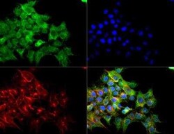 Invitrogen VEGF Receptor 2 Polyclonal Antibody 100 &mu;L; Unconjugated:Antibodies,