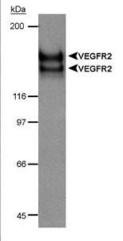 Invitrogen VEGF Receptor 2 Polyclonal Antibody 100 &mu;L; Unconjugated:Antibodies,