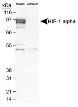 Invitrogen HIF1A Polyclonal Antibody 100 &mu;L | Buy Online | Invitrogen&trade; | Fisher Scientific