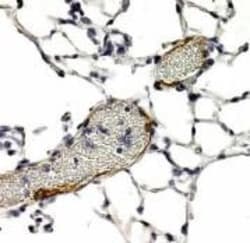 Invitrogen LYVE1 Polyclonal Antibody 100 &mu;L; Unconjugated:Antibodies,