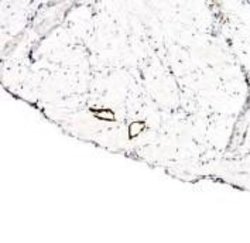Invitrogen LYVE1 Polyclonal Antibody 100 &mu;L; Unconjugated:Antibodies,