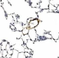 Invitrogen LYVE1 Polyclonal Antibody 100 &mu;L; Unconjugated:Antibodies,