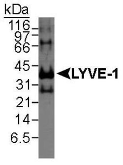Invitrogen LYVE1 Polyclonal Antibody 100 &mu;L; Unconjugated:Antibodies,