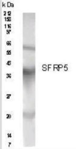 Invitrogen SFRP5 Polyclonal Antibody 100 &mu;g; Unconjugated:Antibodies,