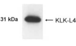 Invitrogen Kallikrein 13 Polyclonal Antibody 100 &mu;g; Unconjugated:Antibodies,