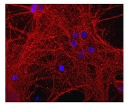 Invitrogen GAP43 Polyclonal Antibody 100 &mu;L; Unconjugated:Antibodies,