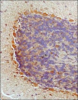 Invitrogen NKB Polyclonal Antibody 100 &mu;L; Unconjugated:Antibodies,