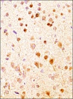 Invitrogen NKB Polyclonal Antibody 100 &mu;L; Unconjugated:Antibodies,