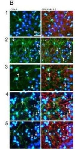 Invitrogen MAP2 Polyclonal Antibody 50 &mu;L; Unconjugated:Antibodies,
