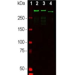 Invitrogen MAP2 Polyclonal Antibody 50 &mu;L; Unconjugated:Antibodies,