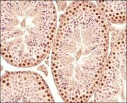 Invitrogen SCP3 Polyclonal Antibody 100 &mu;L; Unconjugated:Antibodies,