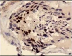 Invitrogen SCP3 Polyclonal Antibody 100 &mu;L; Unconjugated:Antibodies,