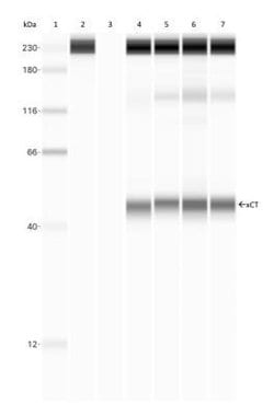 Invitrogen SLC7A11 Polyclonal Antibody 100 &mu;L; Unconjugated:Antibodies,
