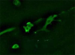 Invitrogen GAPDH Polyclonal Antibody 100 &mu;L | Buy Online | Invitrogen&trade; | Fisher Scientific