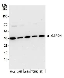 Invitrogen GAPDH Polyclonal Antibody 100 &mu;L | Buy Online | Invitrogen&trade; | Fisher Scientific