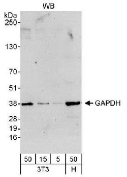 Invitrogen GAPDH Polyclonal Antibody 100 &mu;L | Buy Online | Invitrogen&trade; | Fisher Scientific
