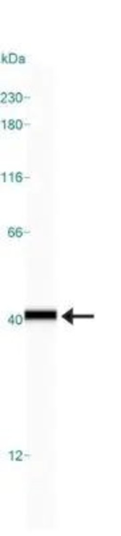 Invitrogen GAPDH Polyclonal Antibody 100 &mu;L | Buy Online | Invitrogen&trade; | Fisher Scientific