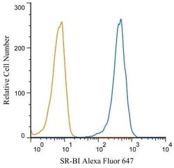 Invitrogen SR-BI Polyclonal Antibody 100 &mu;L; Unconjugated:Antibodies,