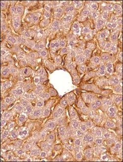 Invitrogen SR-BI Polyclonal Antibody 100 &mu;L; Unconjugated:Antibodies,