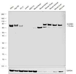 Invitrogen SR-BI Polyclonal Antibody 100 &mu;L; Unconjugated:Antibodies,