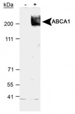 Invitrogen ABCA1 Polyclonal Antibody 100 μL; Unconjugated:Antibodies,