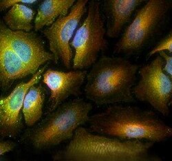 Invitrogen ABCE1 Polyclonal Antibody 100 &mu;L; Unconjugated:Antistoffer