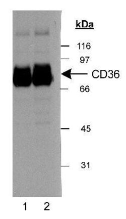Invitrogen CD36 Polyclonal Antibody 100 &mu;L | Buy Online | Invitrogen&trade; | Fisher Scientific