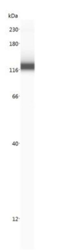 Invitrogen CD36 Polyclonal Antibody 100 &mu;L | Buy Online | Invitrogen&trade; | Fisher Scientific