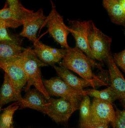 Invitrogen FXR Polyclonal Antibody 100 &mu;L; Unconjugated:Antibodies,