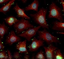 Invitrogen FXR Polyclonal Antibody 100 &mu;L; Unconjugated:Antibodies,