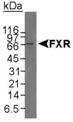 Invitrogen FXR Polyclonal Antibody 100 &mu;L; Unconjugated:Antibodies,