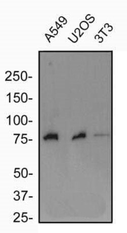 Invitrogen FXR Polyclonal Antibody 100 &mu;L; Unconjugated:Antibodies,