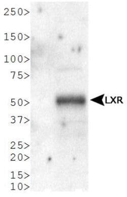 Invitrogen LXR alpha Polyclonal Antibody 100 &mu;L; Unconjugated:Antibodies,