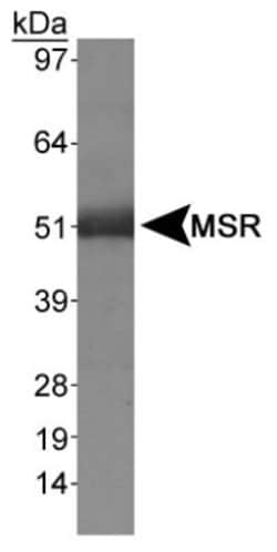 Invitrogen CD204 Polyclonal Antibody 100 &mu;L; Unconjugated:Antibodies,