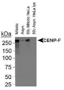 Invitrogen CENPF Polyclonal Antibody 100 &mu;L; Unconjugated:Antibodies,