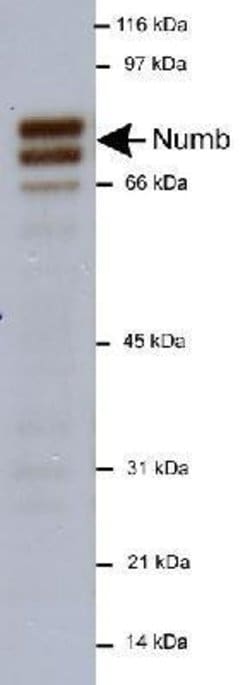 Invitrogen NUMB Polyclonal Antibody 100 &mu;L; Unconjugated:Antibodies,