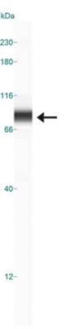 Invitrogen NUMB Polyclonal Antibody 100 &mu;L; Unconjugated:Antibodies,