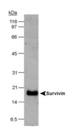 Invitrogen Survivin Polyclonal Antibody 100 &mu;L; Unconjugated:Antibodies,