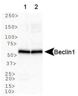 Invitrogen Beclin 1 Polyclonal Antibody 100 &mu;L; Unconjugated:Antibodies,