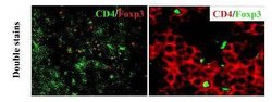 Invitrogen FOXP3 Polyclonal Antibody 100 &mu;L; Unconjugated:Antibodies,