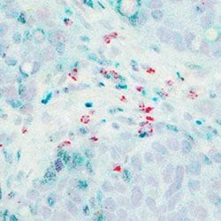 Invitrogen FOXP3 Polyclonal Antibody 100 &mu;L; Unconjugated:Antibodies,