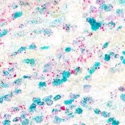 Invitrogen FOXP3 Polyclonal Antibody 100 &mu;L; Unconjugated:Antibodies,