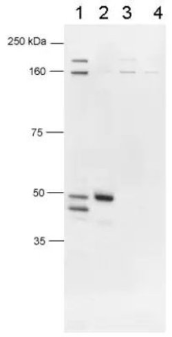 Invitrogen FOXP3 Polyclonal Antibody 100 &mu;L; Unconjugated:Antibodies,