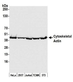 Invitrogen beta Actin Polyclonal Antibody 100 &mu;g; Unconjugated:Antibodies,