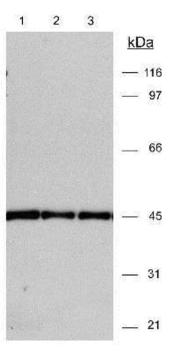 Invitrogen beta Actin Polyclonal Antibody 100 &mu;g; Unconjugated:Antibodies,