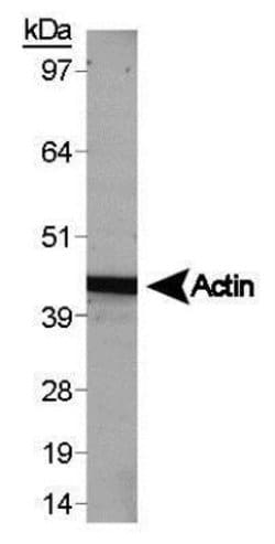 Invitrogen beta Actin Polyclonal Antibody 100 &mu;g; Unconjugated:Antibodies,